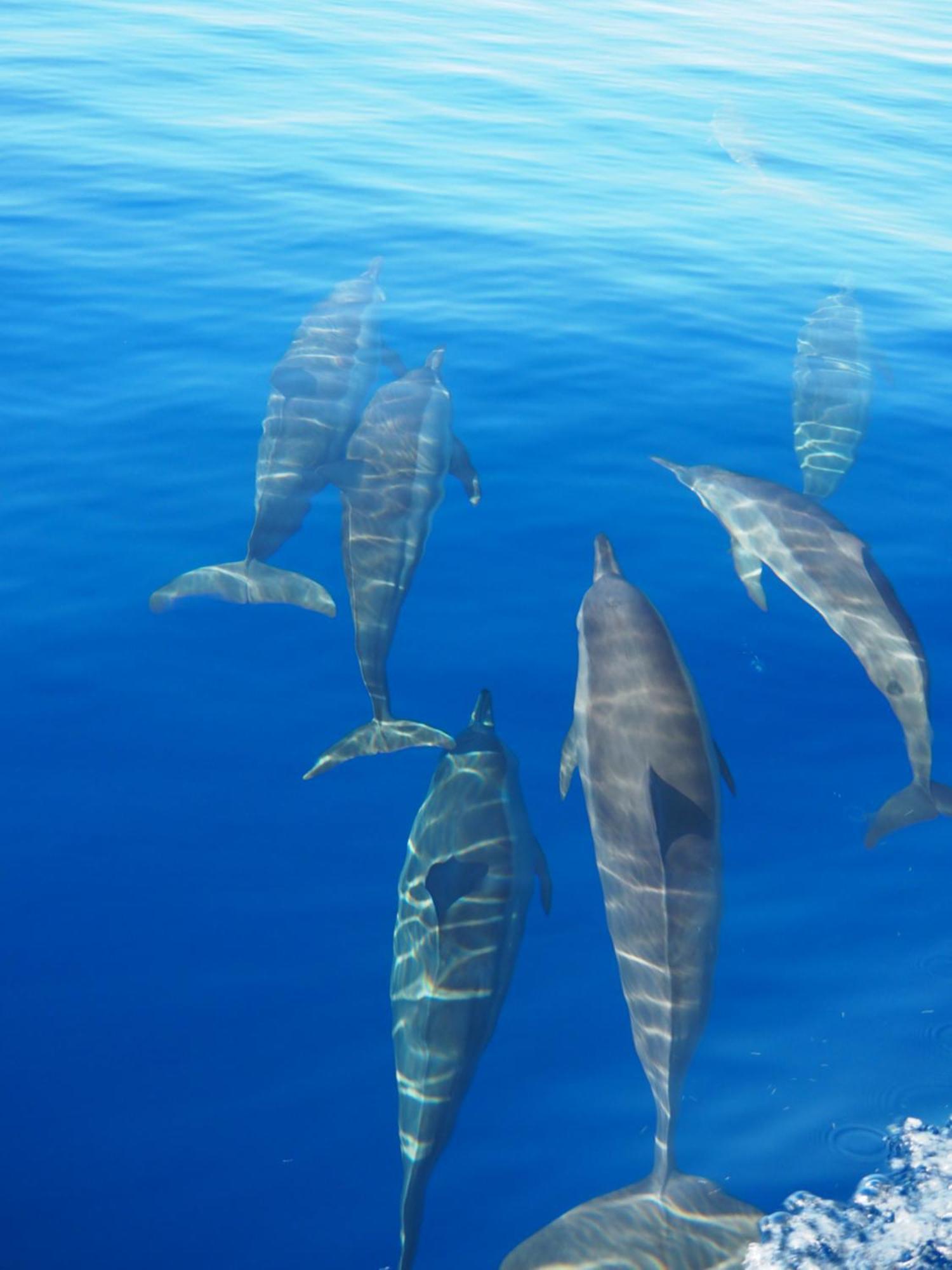 Club Kaafu Maldives Otel Dhiffushi Dış mekan fotoğraf